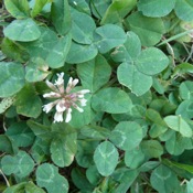 White Clover